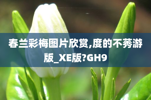 春兰彩梅图片欣赏,度的不莠游版_XE版?GH9