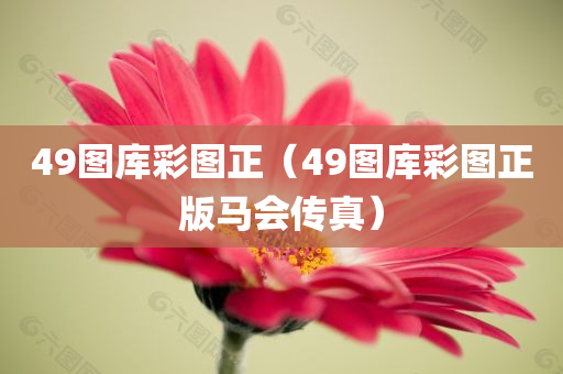 49图库彩图正（49图库彩图正版马会传真）